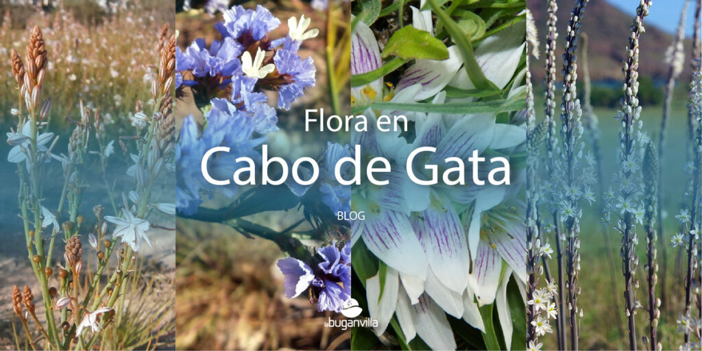 Flora en Cabo de Gata